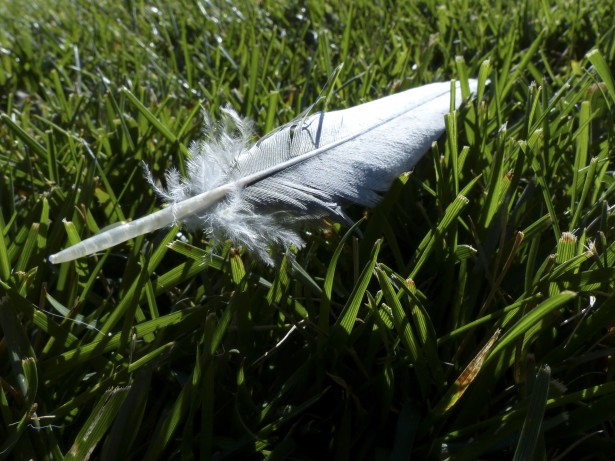 feather-on-the-grass.jpg