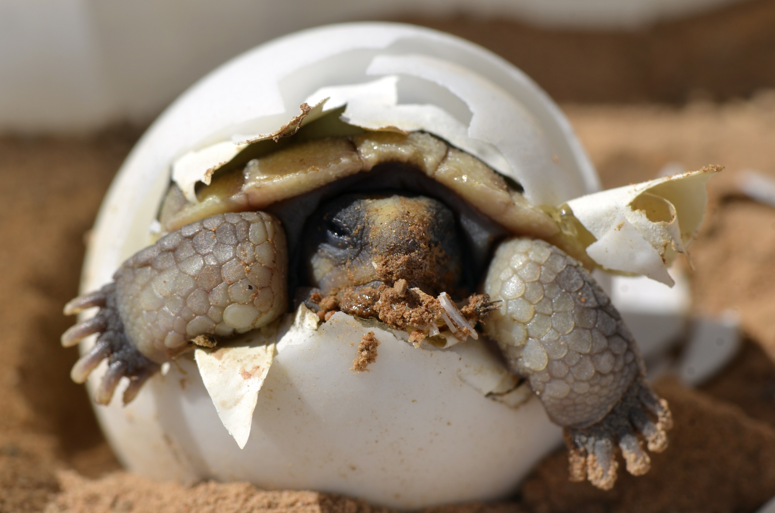 desert-tortoise-987972